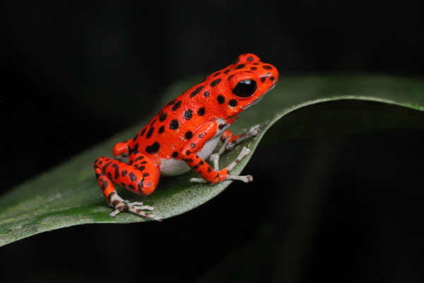 Strawberry Poison Dart Frog (Oophaga pumilio) "Bastimentos"