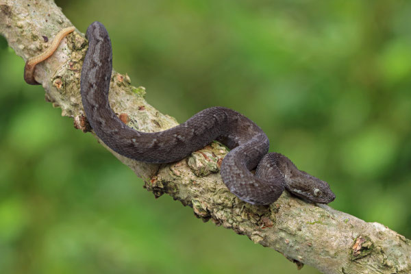 Great Lakes Bush Viper (Atheris nitschei) juvenile