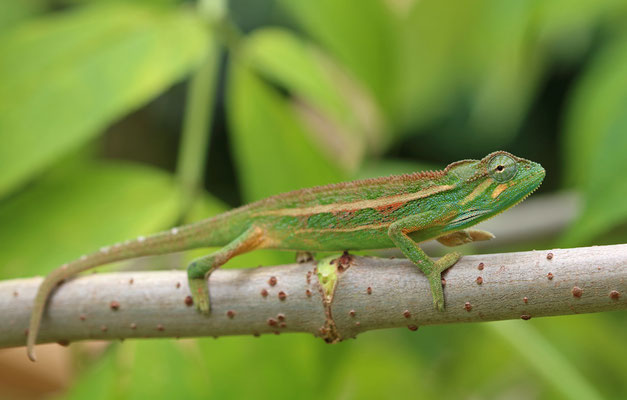 Montane Side-striped Chameleon (Trioceros ellioti) 