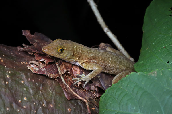 Malposo Scaly Anole (Anolis compressicauda)
