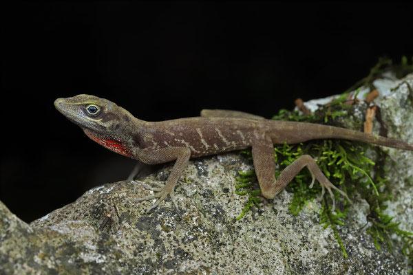 Mexican Cave Anole (Anolis alvarezdeltoroi) 