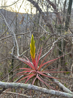In the parched forests these Tillandsias provide a dash of colour.