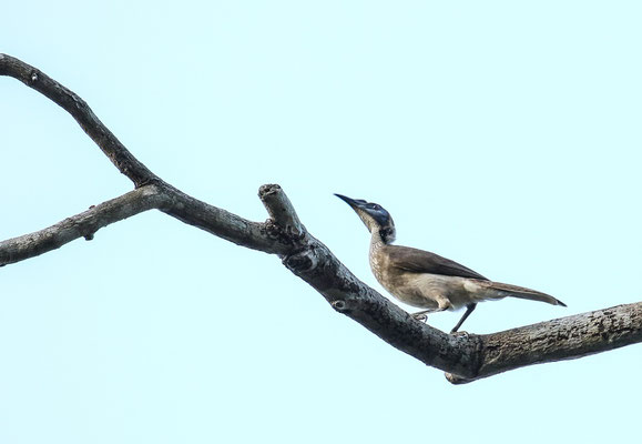 Helmeted Friarbird (Philemon buceroides) © Jasper Boldingh