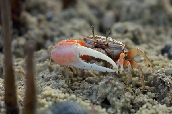 Fiddler Crab (Austruca occidentalis)