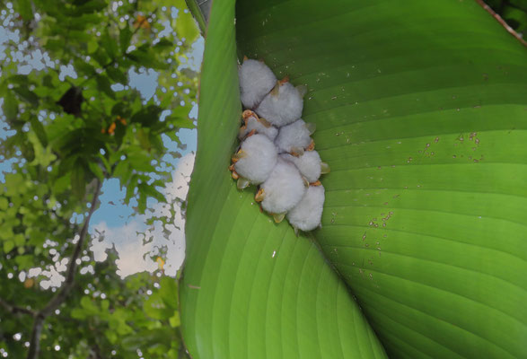 White Tent-making Bats (Ectophylla alba)