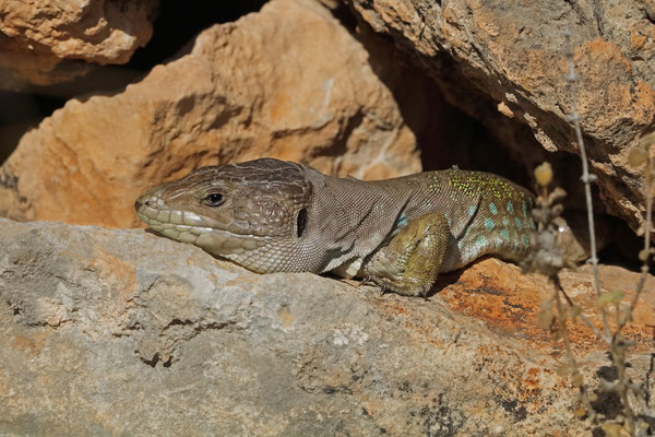 Sierra Nevada Ocellated Lizard (Timon nevadensis)