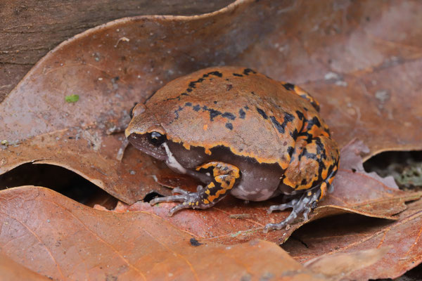 Sheep Frog (Hypopachus variolosus) colourful female