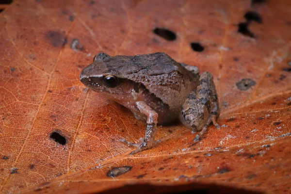 Pygmy Robber Frog (Craugastor pygmaeus)