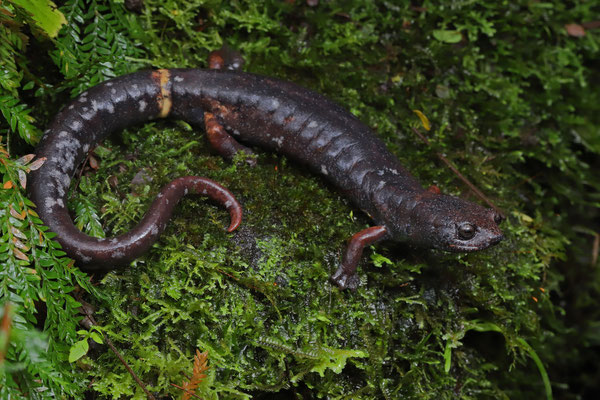 Ring-tailed Webfoot Salamander (Bolitoglossa robusta)