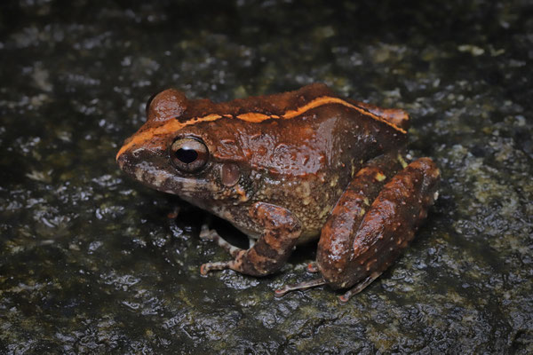Rugulose Rainfrog (Craugastor rugulosus), especially common around waterfalls.
