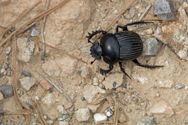 Scarab Beetle (Scarabaeus laticollis)