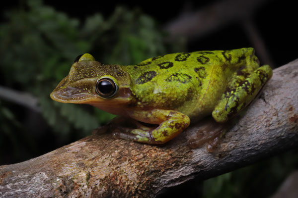 Yucatán Shovel-headed Treefrog (Triprion petasatus)