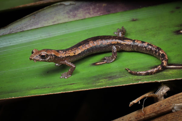 Oak Forest Mushroomtongue Salamander (Bolitoglossa cuchumatana)