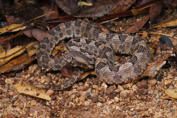 The small and secretive Dunn's Hognosed Pitviper (Porthidium dunni) was not an easy viper to find. 