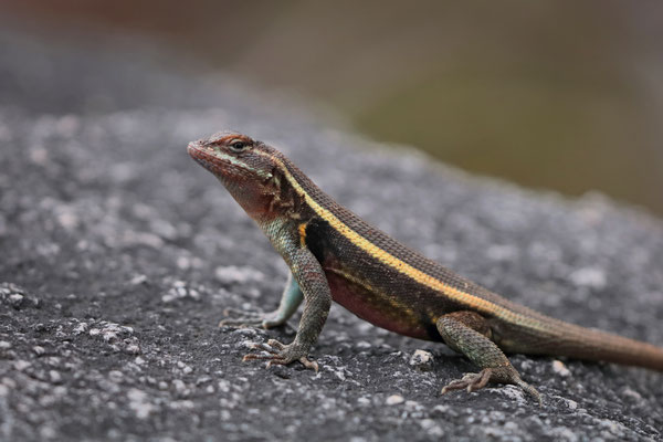 Adult Smith's Rosebelly Lizard (Sceloporus smithi)