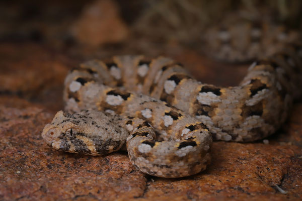 Desert Mountain Adder (Bitis xeropaga)