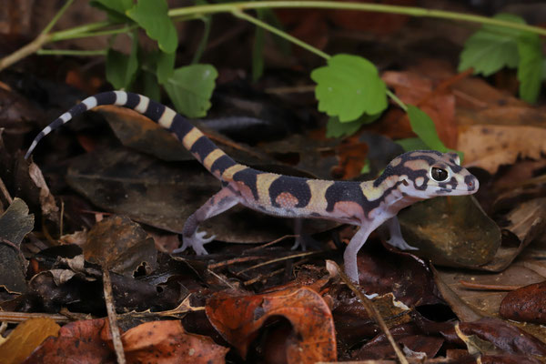 Colima Banded Gecko (Coleonyx nemoralis)