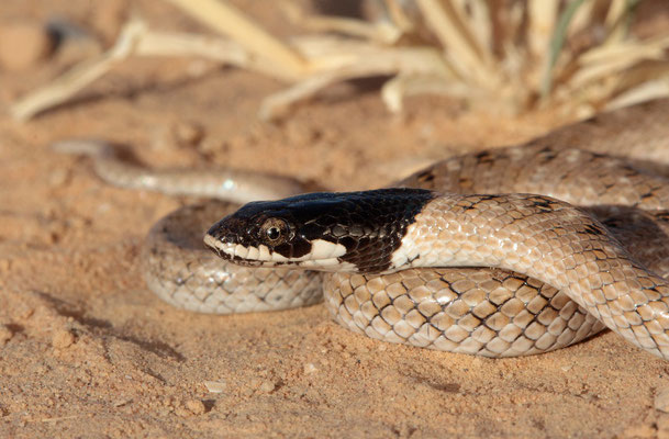 False Smooth Snake (Macroprotodon cucullatus)
