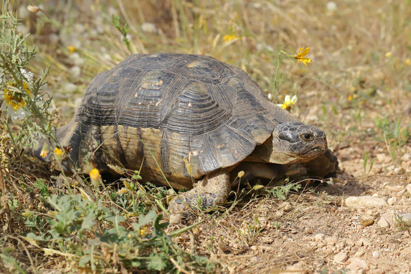 Marginated Tortoise (Testudo marginata) 