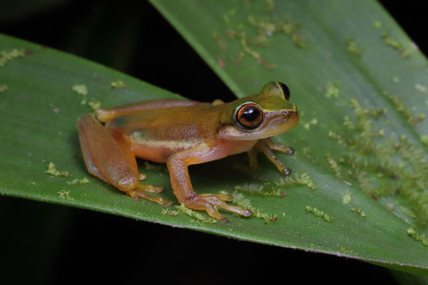 Perkins' Bromeliad Treefrog (Exerodonta perkinsi)