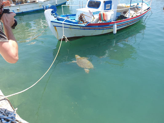 Massive turtle slowly making her way through the harbour. © Dieuwertje Smolenaars