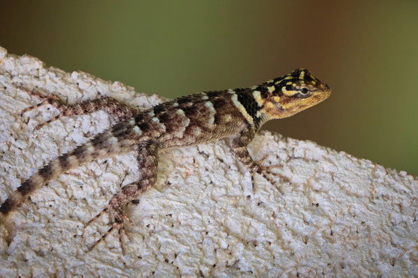 Yucatecan Rough-scaled Lizard (Sceloporus serrifer)