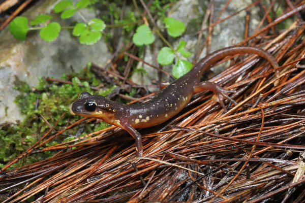Marmaris Lycian Salamander (Lyciasalamandra flavimembris ilgazi)