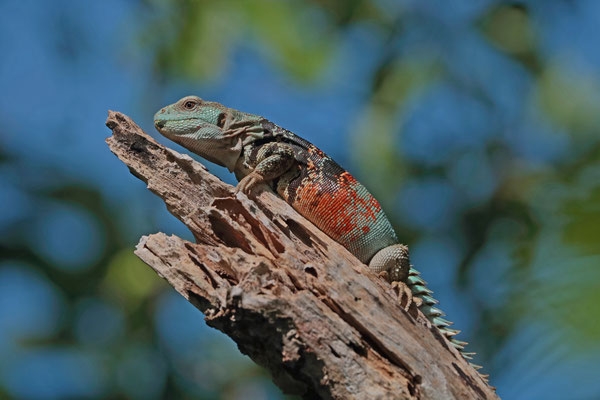 Yucatán Spiny-tailed Iguana (Cachryx defensor) enjoying the sun.
