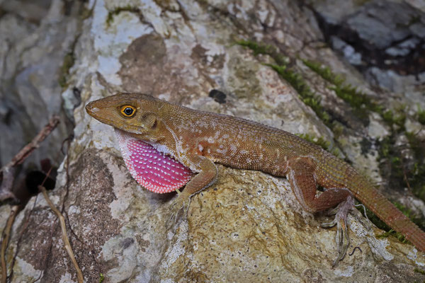 Malposo Scaly Anole (Anolis compressicauda)