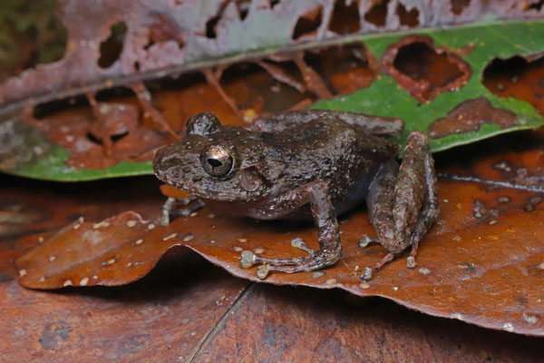 Xucaneb Robber Frog (Craugastor xucanebi)
