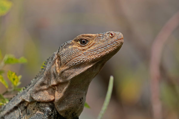 Common Spiny-tailed Iguana (Ctenosaura similis)