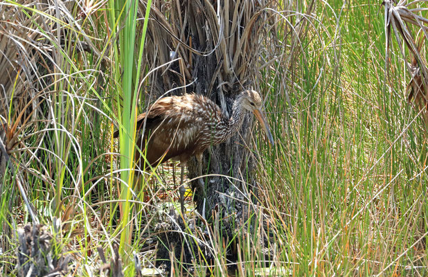 Limpkin (Aramus guarauna)