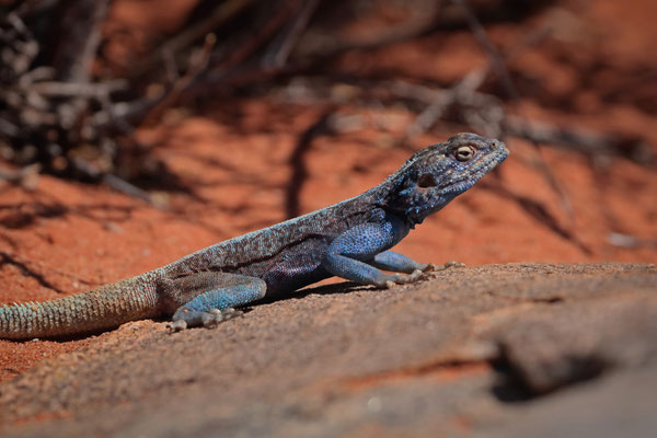 Southern Rock Agama (Agama atra)