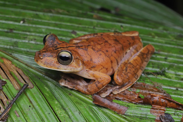 Gladiator Tree Frog (Boana rosenbergi)