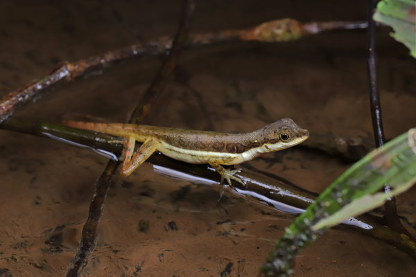 We found a stretch were we saw many Stream Anoles (Anolis oxylophus) perched in vegetation close to a shallow stream. 
