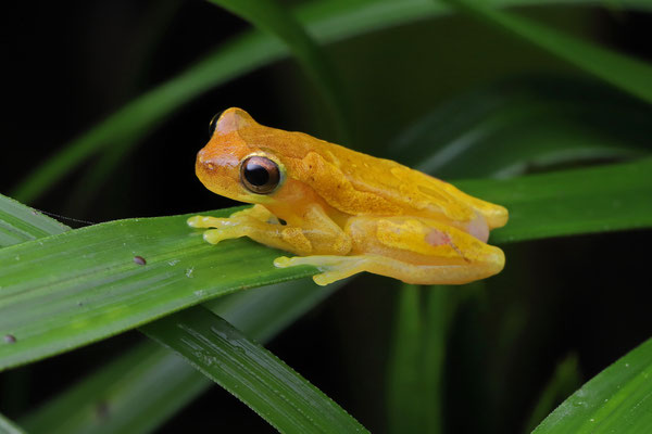 Hourglass Tree Frog (Dendropsophus ebraccatus)