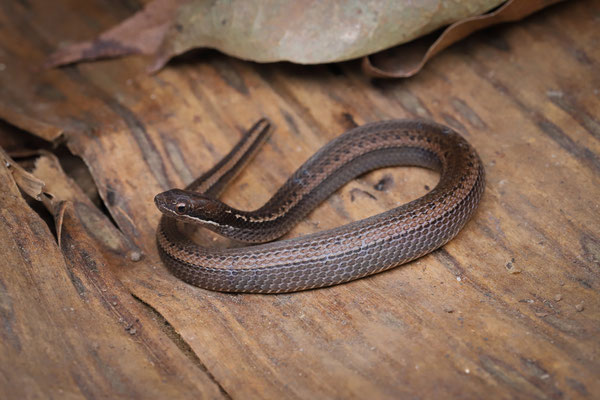 Yellow-bellied Snake (Coniophanes fissidens) 