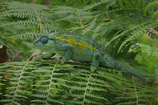 Crater Highlands Side-striped Chameleon (Trioceros sternfeldi) male