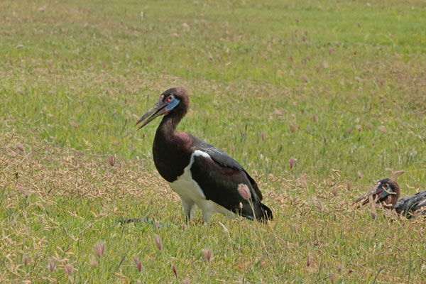Abdim's Storks (Ciconia abdimii) resting next to the highway.