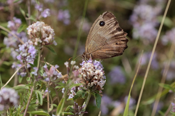 Dryad (Minois dryas)