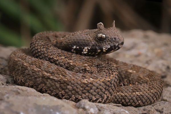 Kenya Horned Viper (Bitis worthingtoni)