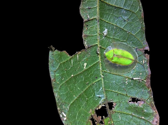 Tortoise Beetle (Cassidinae)