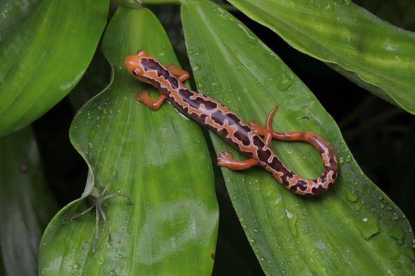 Yellowbelly Mushroomtongue Salamander (Bolitoglossa flaviventris)