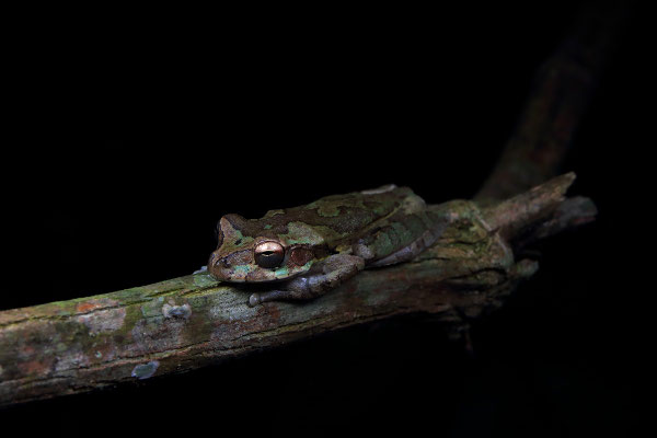 Common Mexican Treefrog (Smilisca baudinii)
