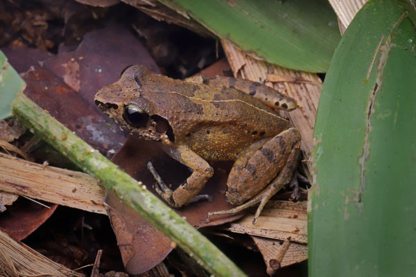 Related Squeaker (Arthroleptis affinis)