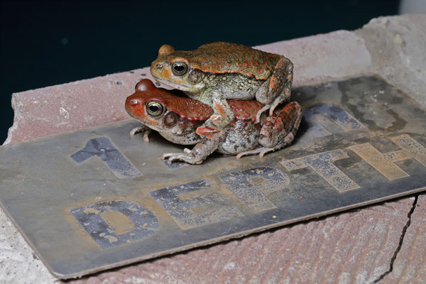 Red Toad (Schismaderma carens)