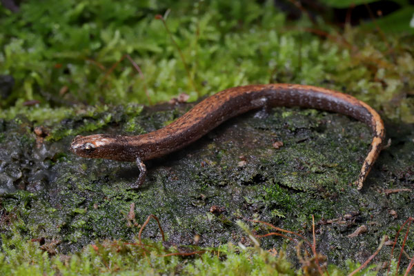 Savage's Worm Salamander (Oedipina savagei)
