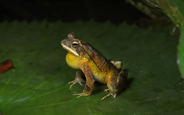 Dwarf Toad (Incilius canaliferus) calling male