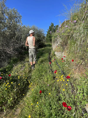 Stalking lizards and butterflies. 