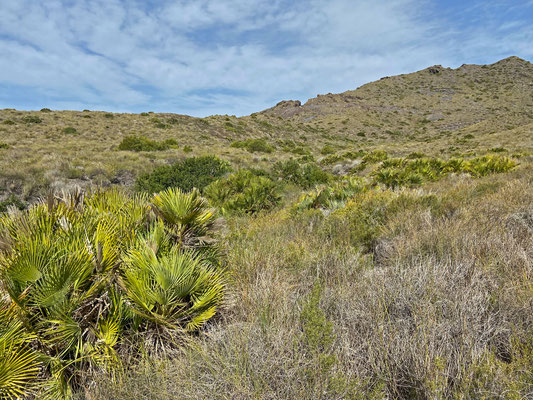 Beautiful semi-desert habitat with Mediterranean Dwarf Palm (Chamaerops humilis).